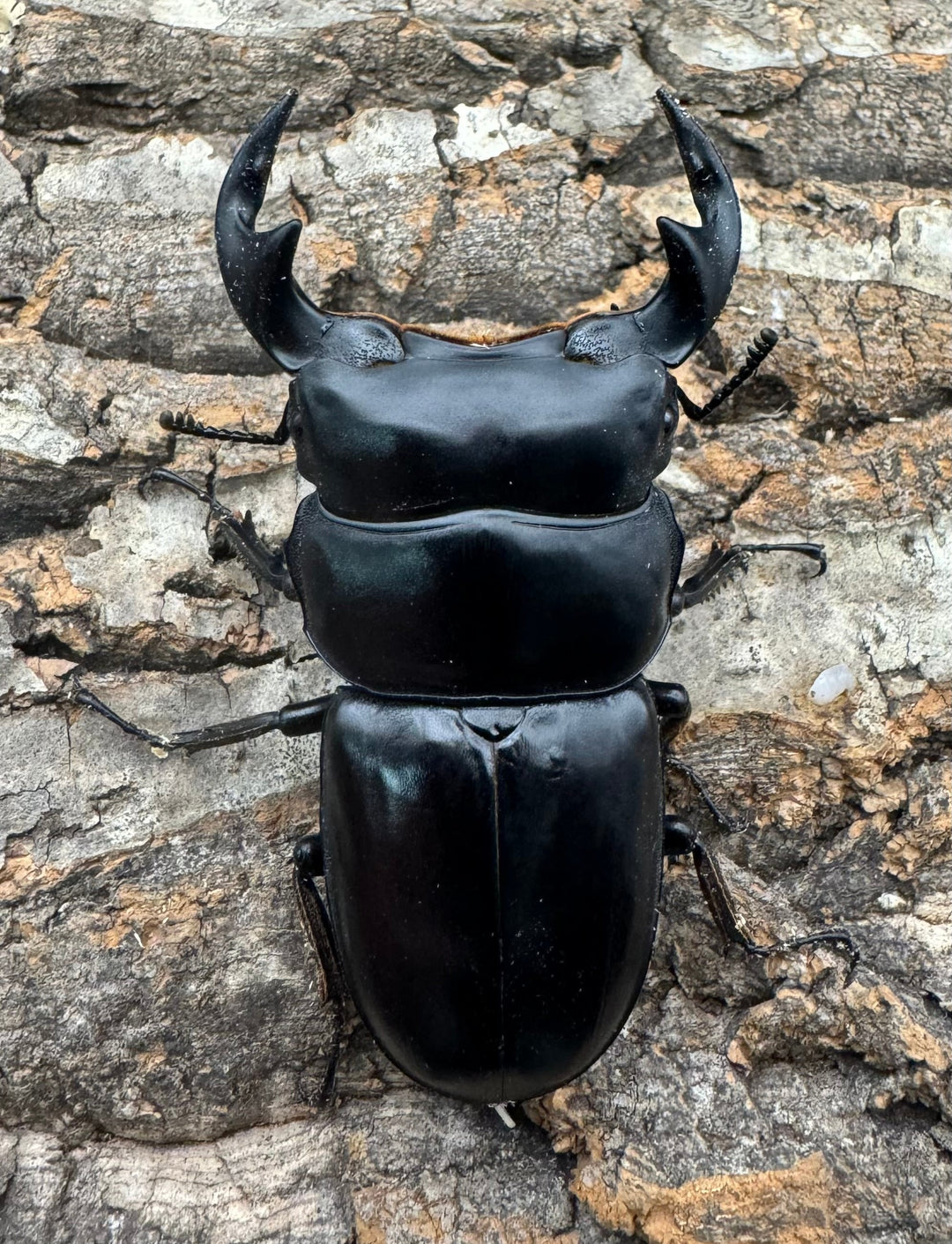 《マレーアンタエウス ゲンティンハイランド産 71mm ペア》