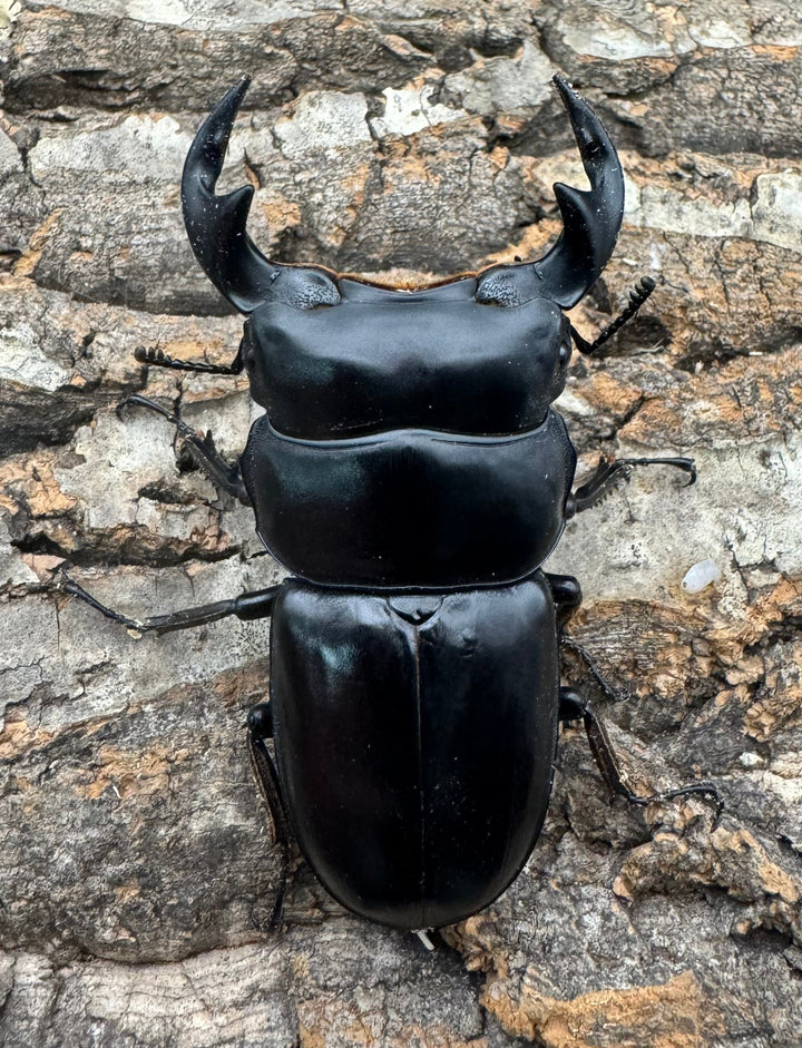 《マレーアンタエウス ゲンティンハイランド産 71mm ペア》