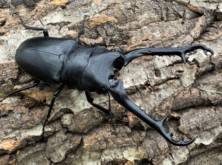 【WD】《ギラファノコギリ亜種ケイスケ 100mm A'品ペア》