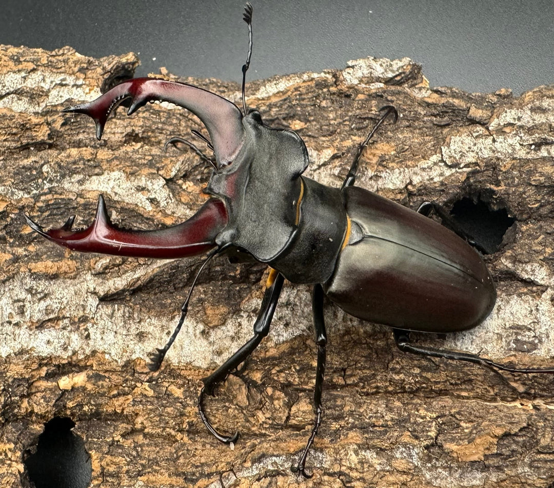 即ブリ《ヨーロッパミヤマ（ケルブスミヤマ） 72mm ペア》