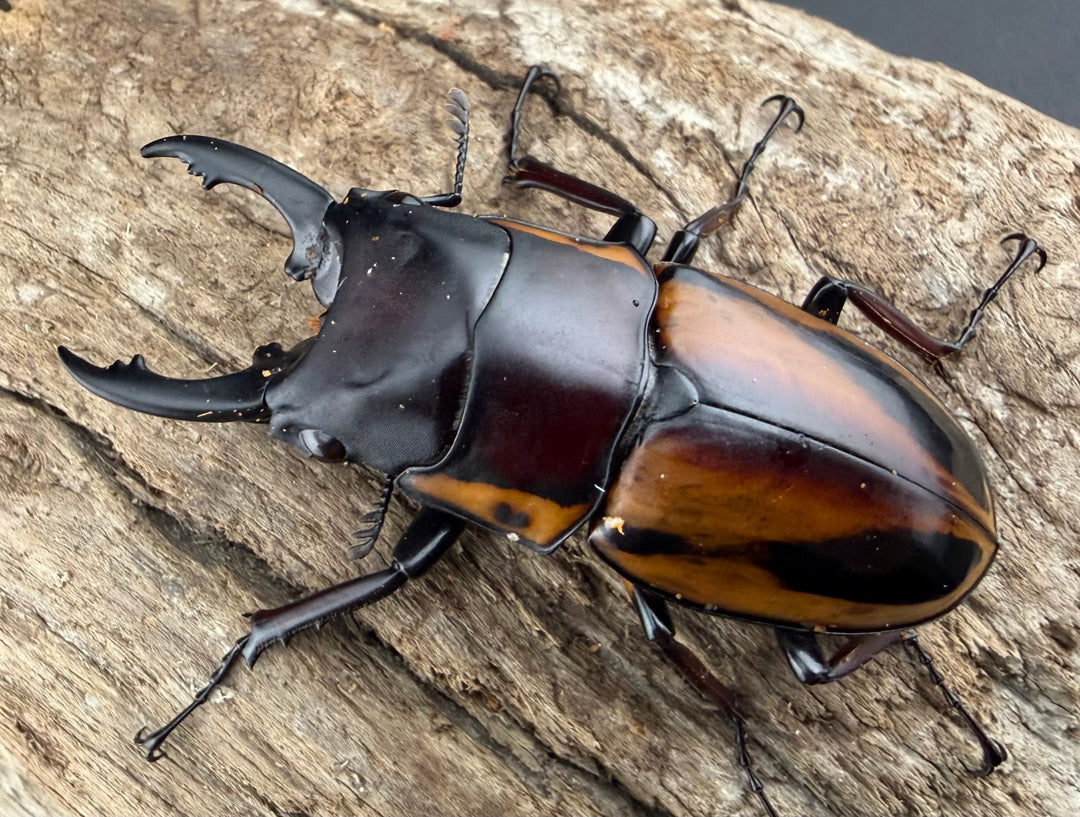 【WD】《ファブリースノコギリ原名亜種 51mmm ペア》