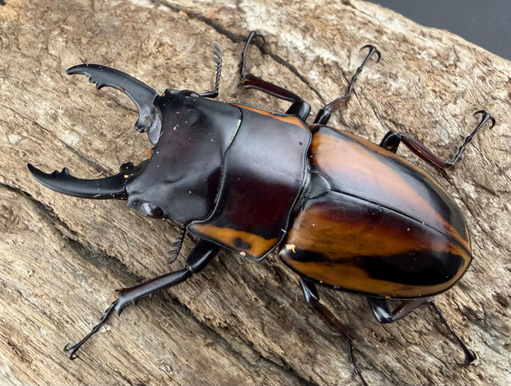 【WD】《ファブリースノコギリ原名亜種 51mmm ペア》