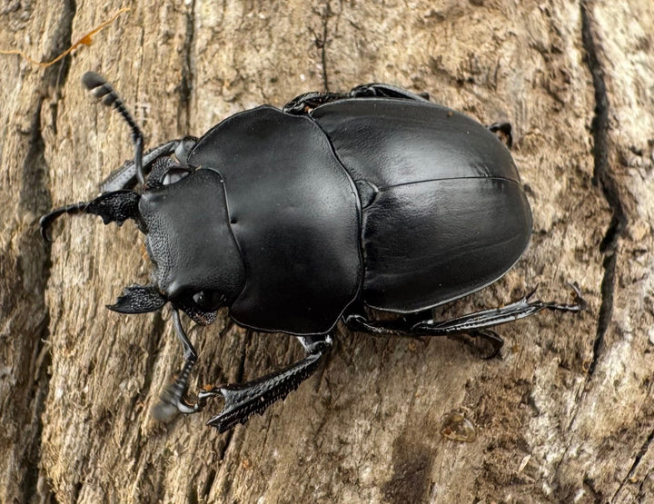 【WD】《プラティノータツヤクワガタ原名亜種 海南省産 25.5mm-26.5mm ♀単》