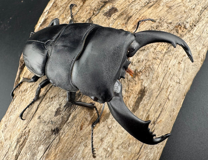 【WF2】《テイオウヒラタクワガタ 82.5mm B品ペア》