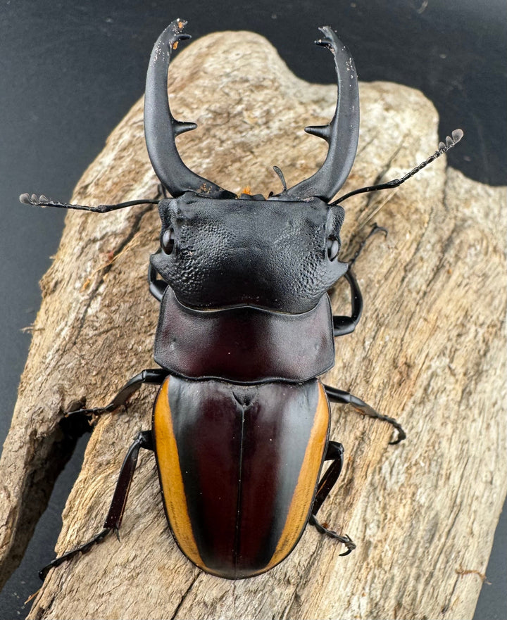 【WD】《スチーブンスツヤ亜種duivenbodei 大歯 72.5mm ペア》