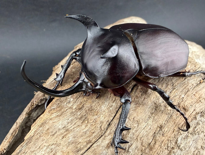 【WD】《シャムゴホンツノカブト 66mm ペア》