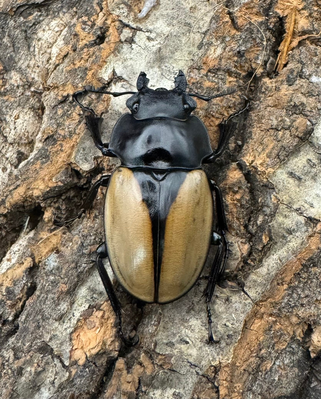 【WD】《モウホツヤクワガタ亜種エレガンス 67mm ペア》