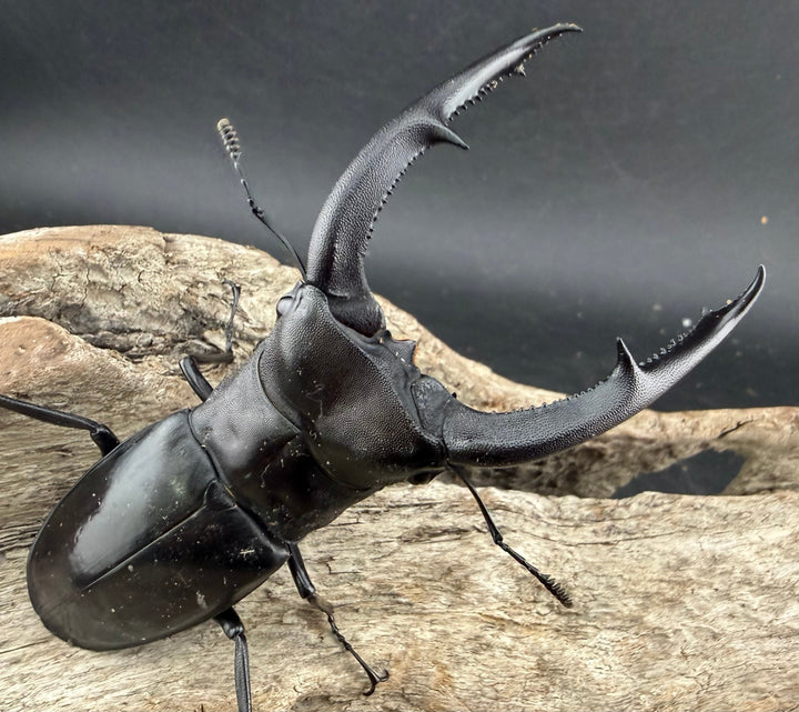 【WD】《マンディブラリスフタマタ 95mm ペア》