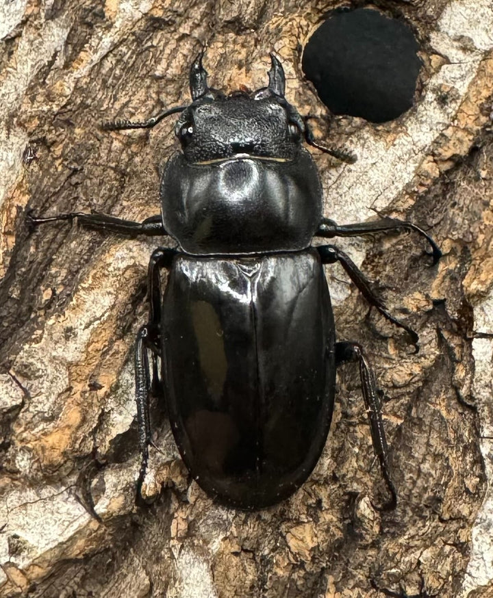 【WD】《マンディブラリスフタマタ 95mm ペア》