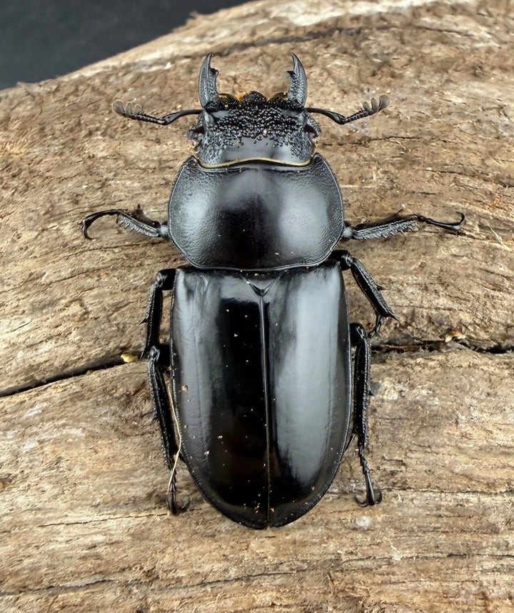 《スペキオススシカクワガタ 54mm ペア》