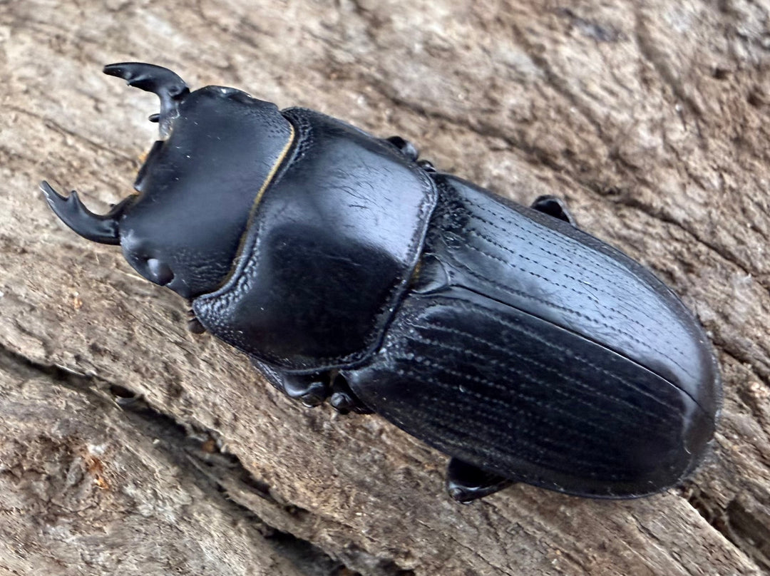 【WD】《カツラオオクワ 広西壮族産 25mm ペア》