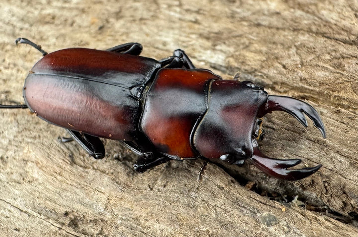 【WD】《アカヘリセスジ 27.5mm ペア》