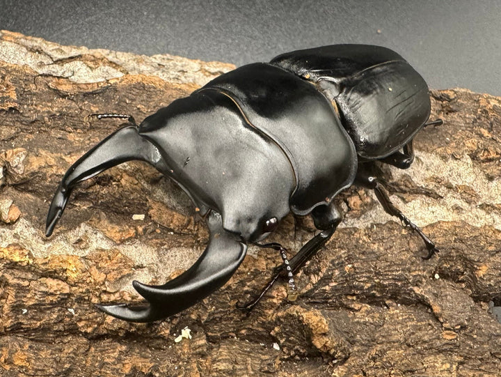 《オオクワガタ 川西血統 78mm ペア》ヒート氏ブリード個体