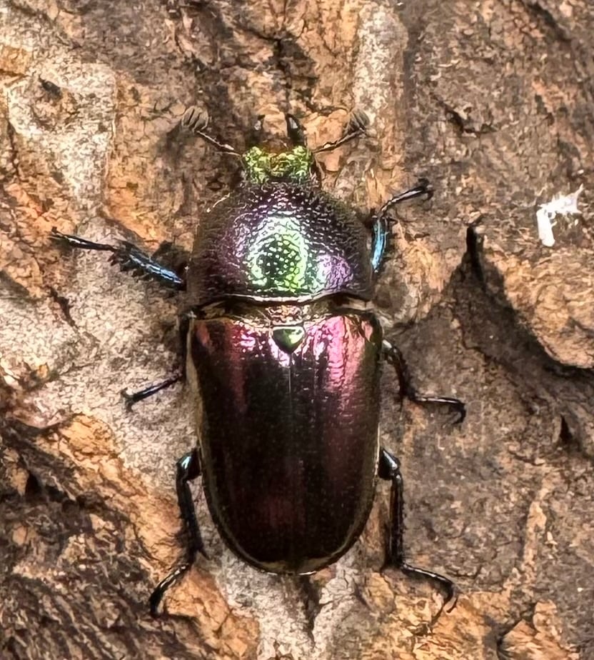 【美麗】《パプアキンイロクワガタ ペア》inohiro109氏ブリード個体