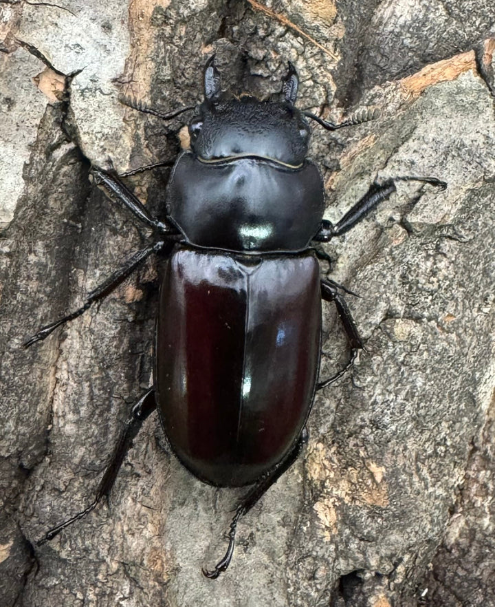 《フォルスターフタマタ亜種ニシ 72mm ♂♀♀トリオ》