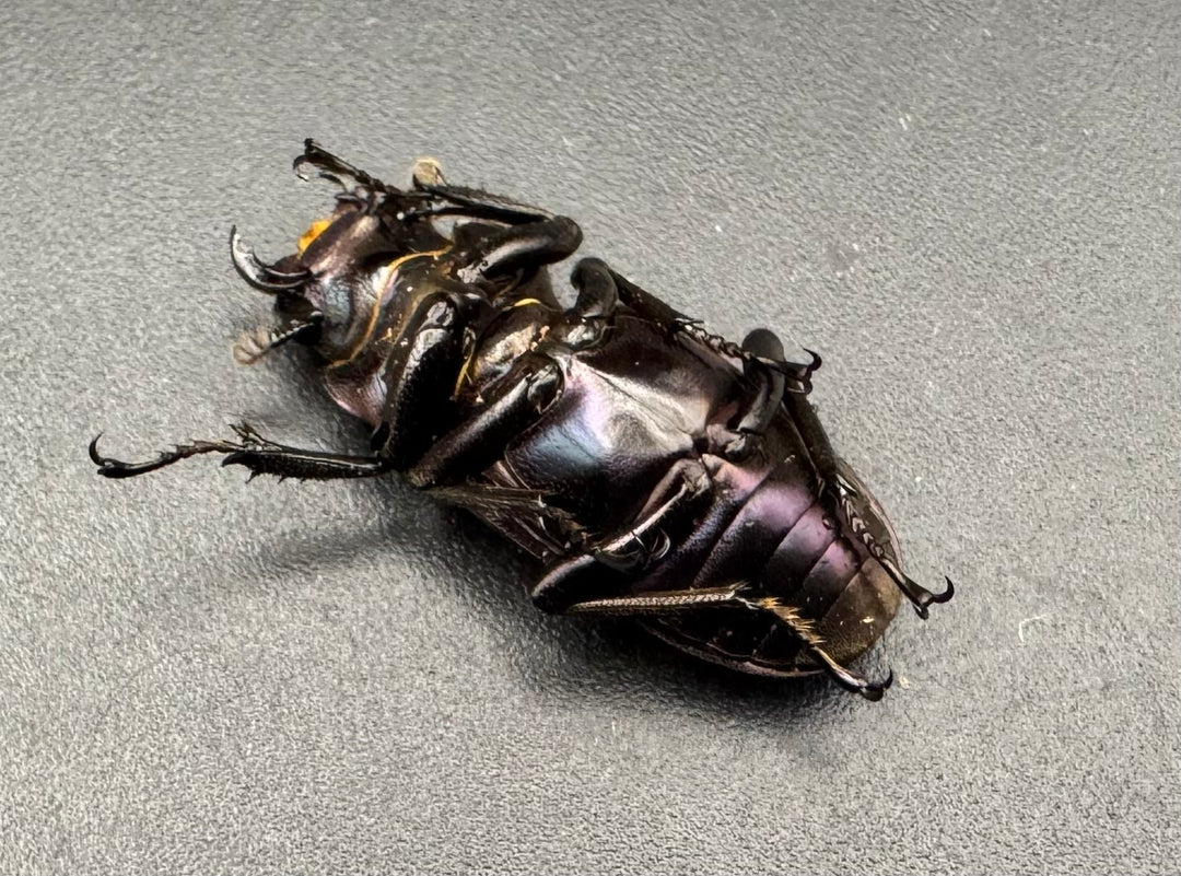 【美麗】《メタリフェルホソアカ 76mm ペア》わたくわ氏ブリード個体