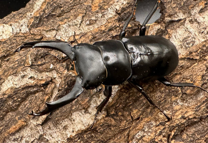 【WD】《ブラナウンコクワ 碧羅雪山産 64mm ペア》