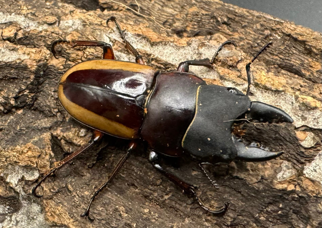 【WD】《ラテラリスノコギリ亜種アダチ Free ペア》