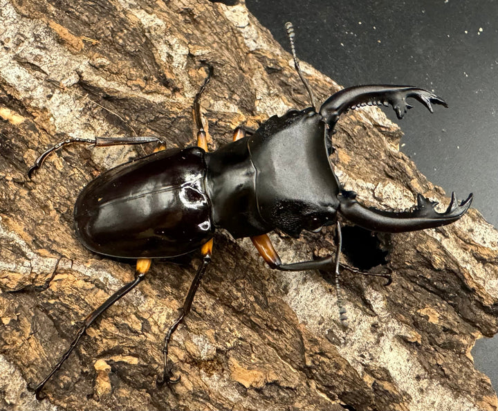 【WD】《インペリアリスツヤ亜種komorii 68mm ペア》