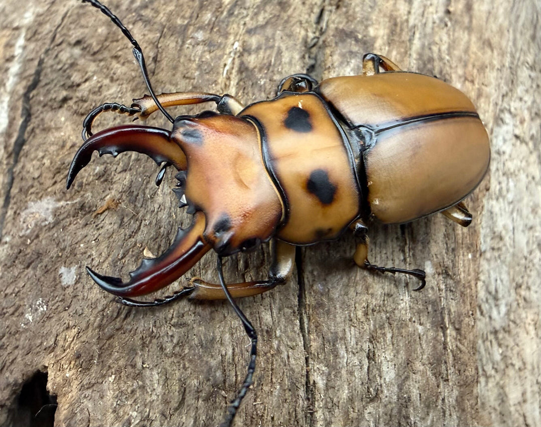【WF4】《グラディアトールメンガタクワガタ 40mm ♂♀♀トリオ》