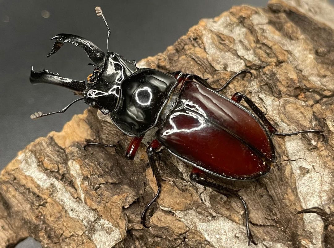 【WD】《オーベルチュールクロツヤシカクワガタ 42mm ペア》