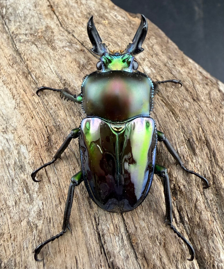 《ニジイロクワガタ Free ♂単》