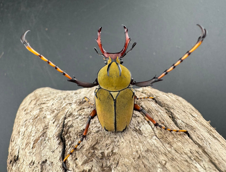 【WD】《ワリックツノハナムグリ亜種bowringi Free ペア》①