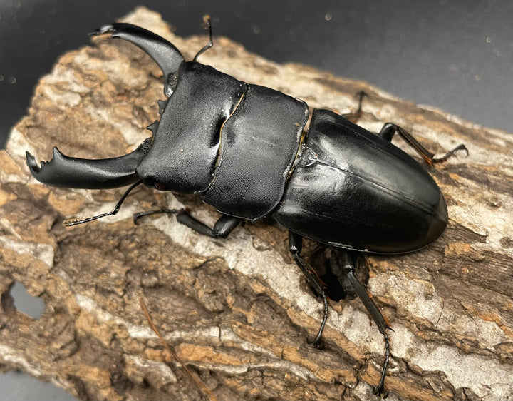 【WD】大型《ネバービスカヤヒラタ（カヤパヒラタ） 85mm ペア》