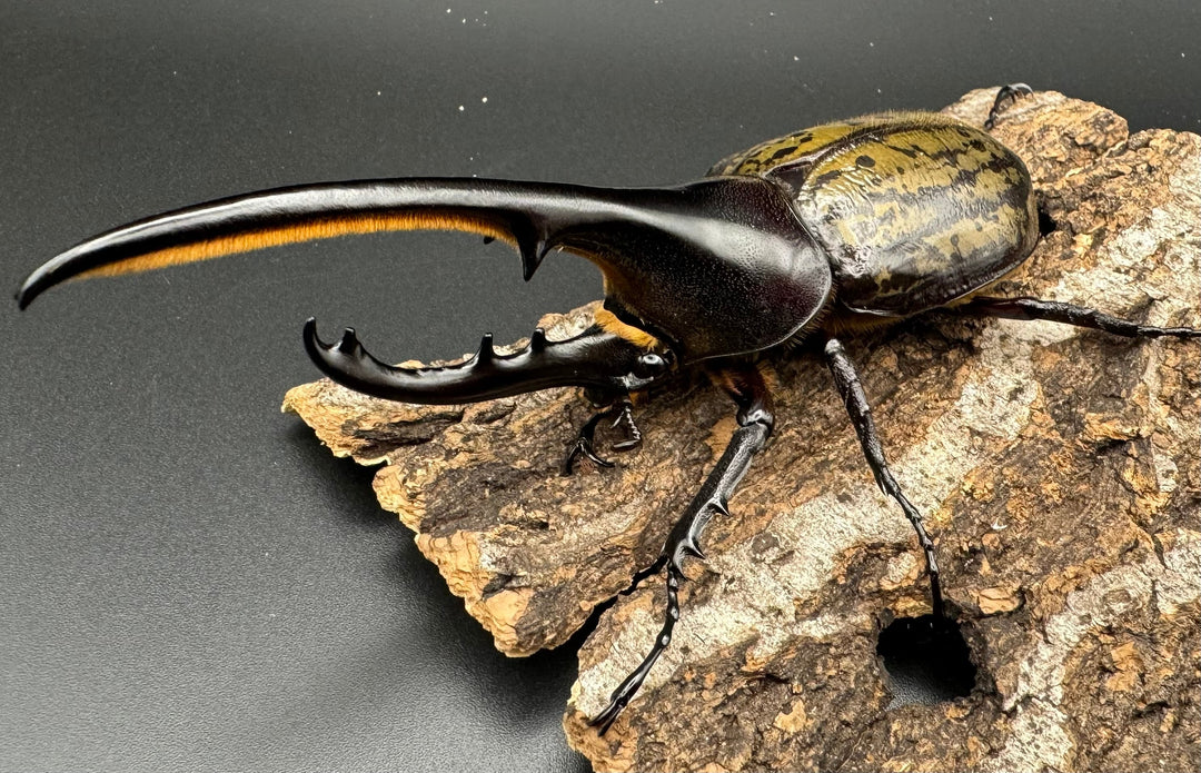 《ヘラクレス・ヘラクレス 129mm ペア》