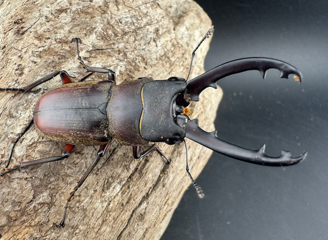 【WD】《ドエスブルグノコギリ亜種mkkiensis 57mm ペア》