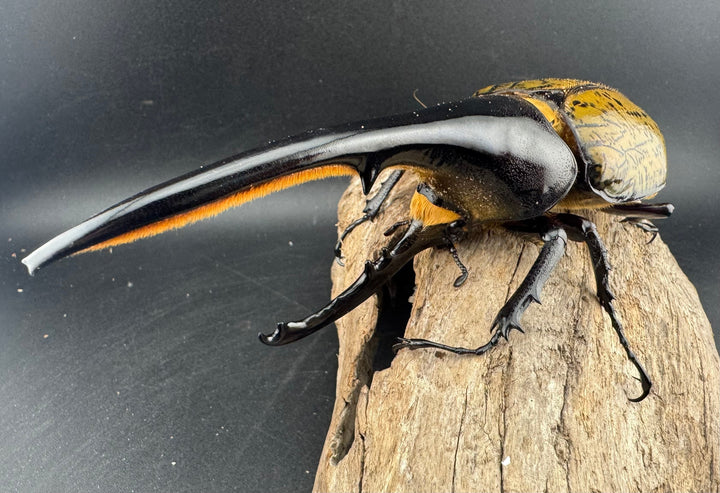 《ヘラクレス・ヘラクレス 143mm ペア》