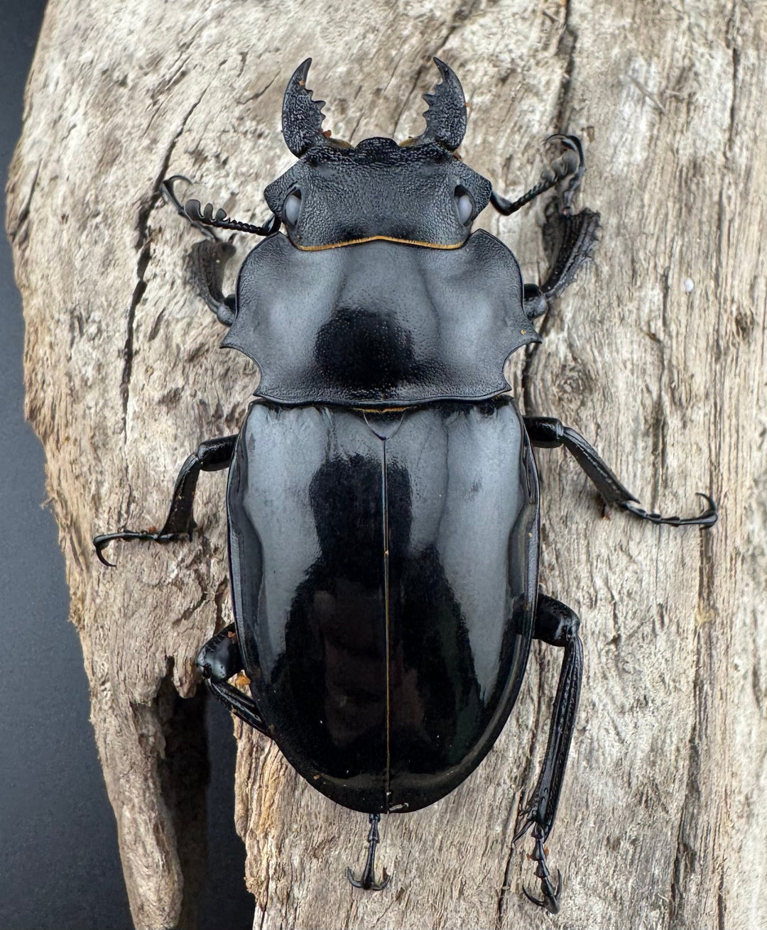 【WD】《インターメディアツヤクワガタ パラワン産 97mm ペア》