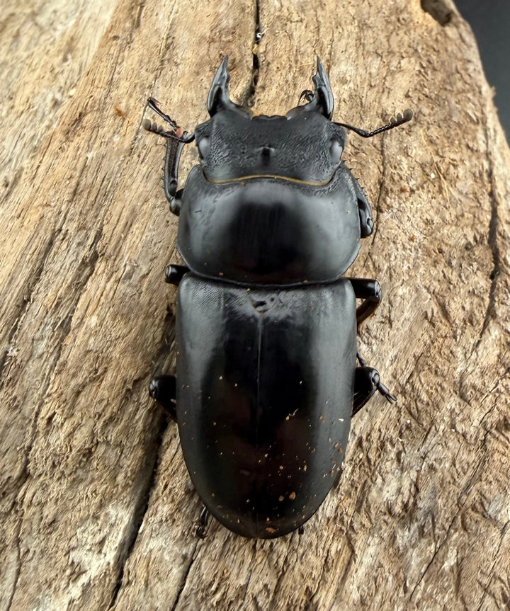 《ネパレンシス ランターン産 53mm ♂♀♀トリオ》