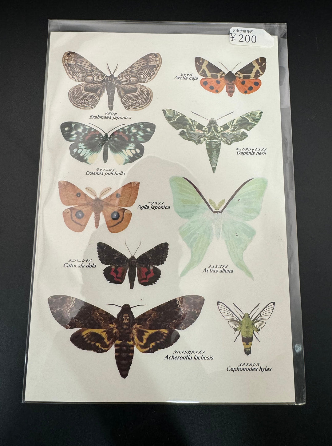 ポストカード 1枚入り（日本の蛾）