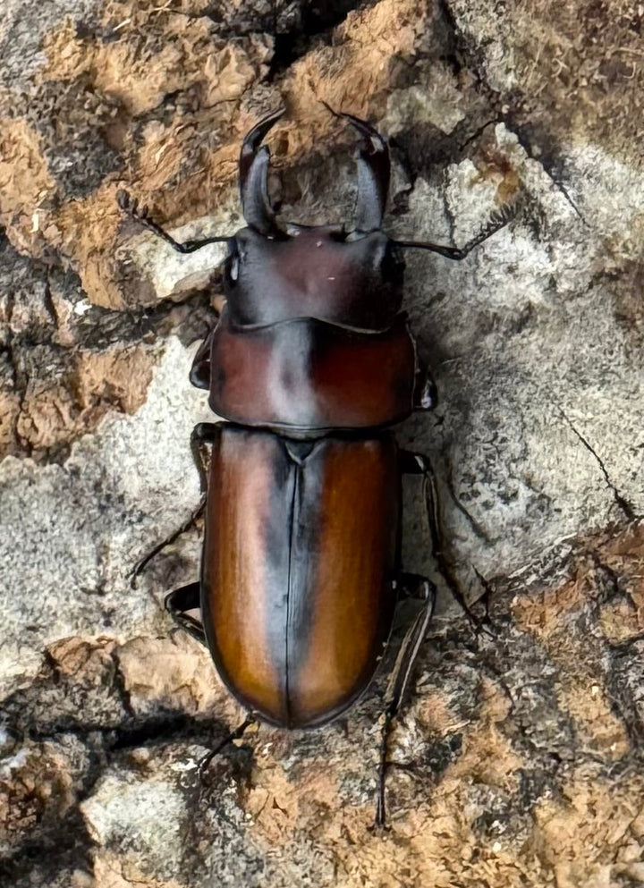 【WD】《エレガントゥルスコクワ原名亜種 Free ペア》