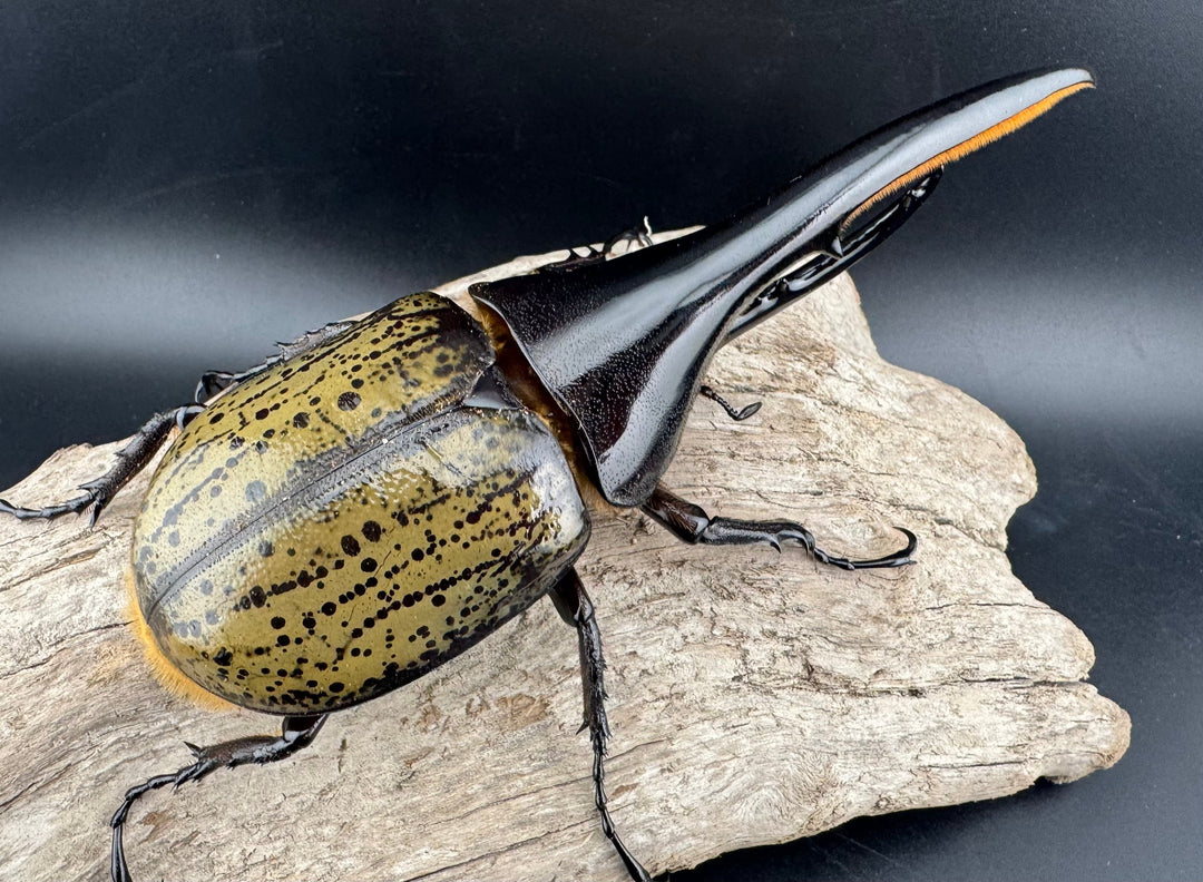 《ヘラクレス・ヘラクレス 131mm ペア》