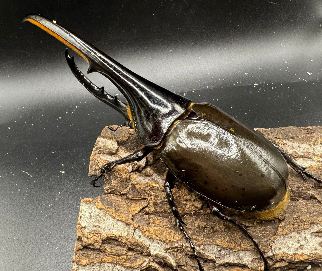 《ヘラクレス・ヘラクレス 152mm ペア》