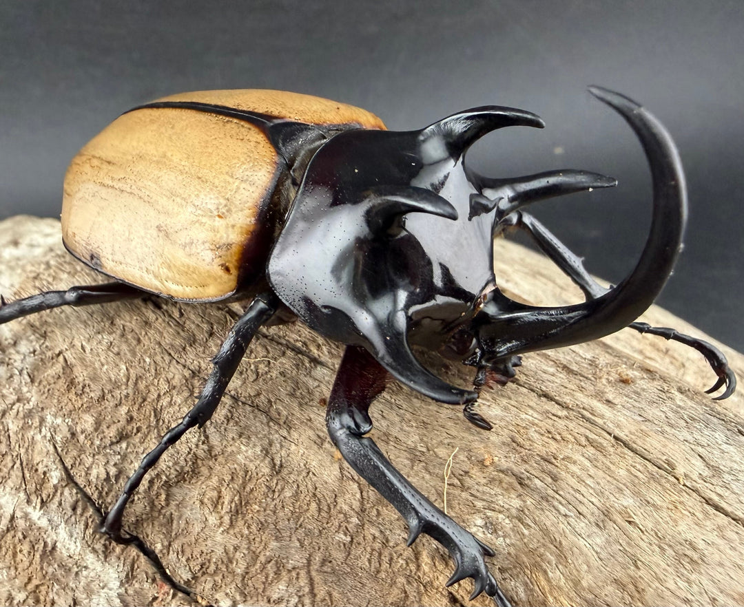 【WD】《ゴホンツノカブト原名亜種 タイ産 76mm ペア》