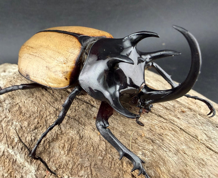 【WD】《ゴホンツノカブト原名亜種 タイ産 76mm ペア》