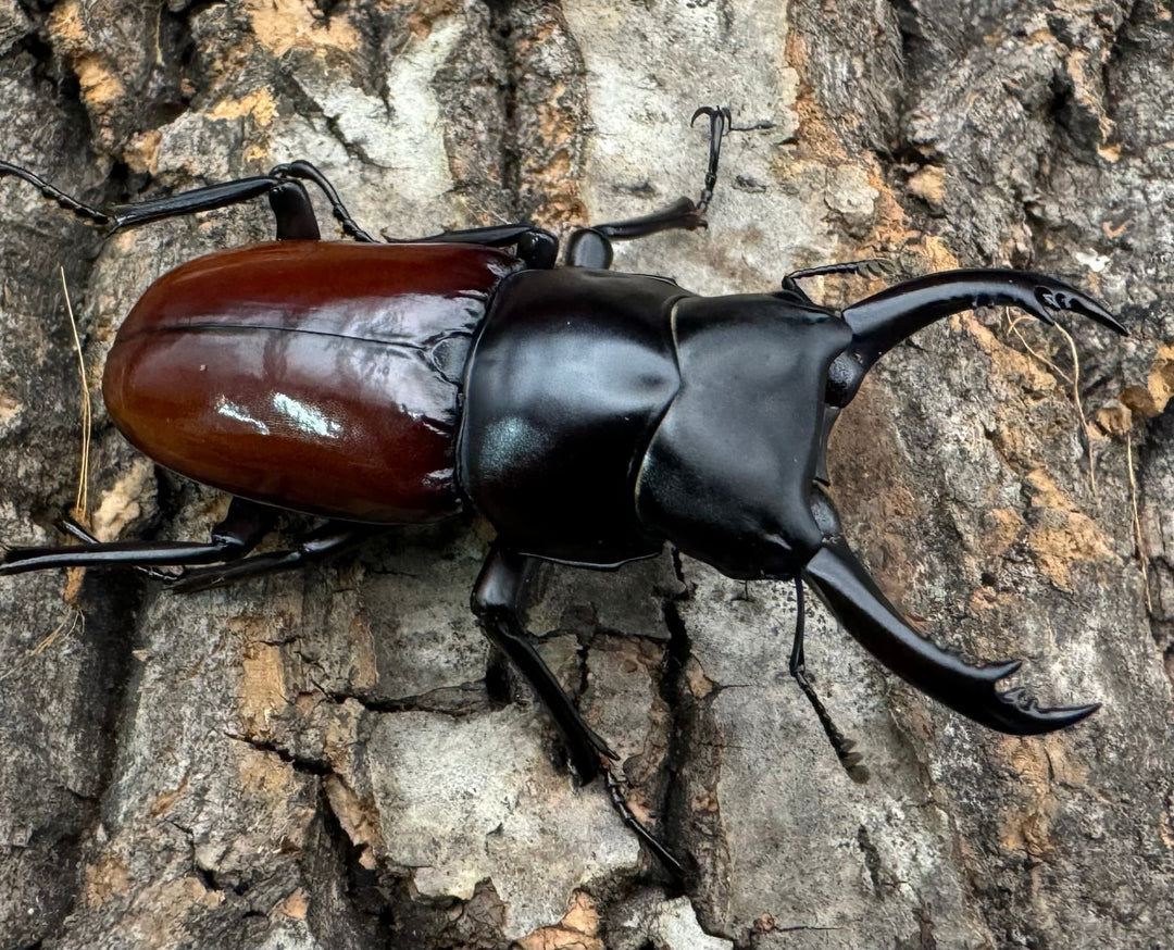 《アローコクワ亜種ノブヒロイ 54mm ペア》