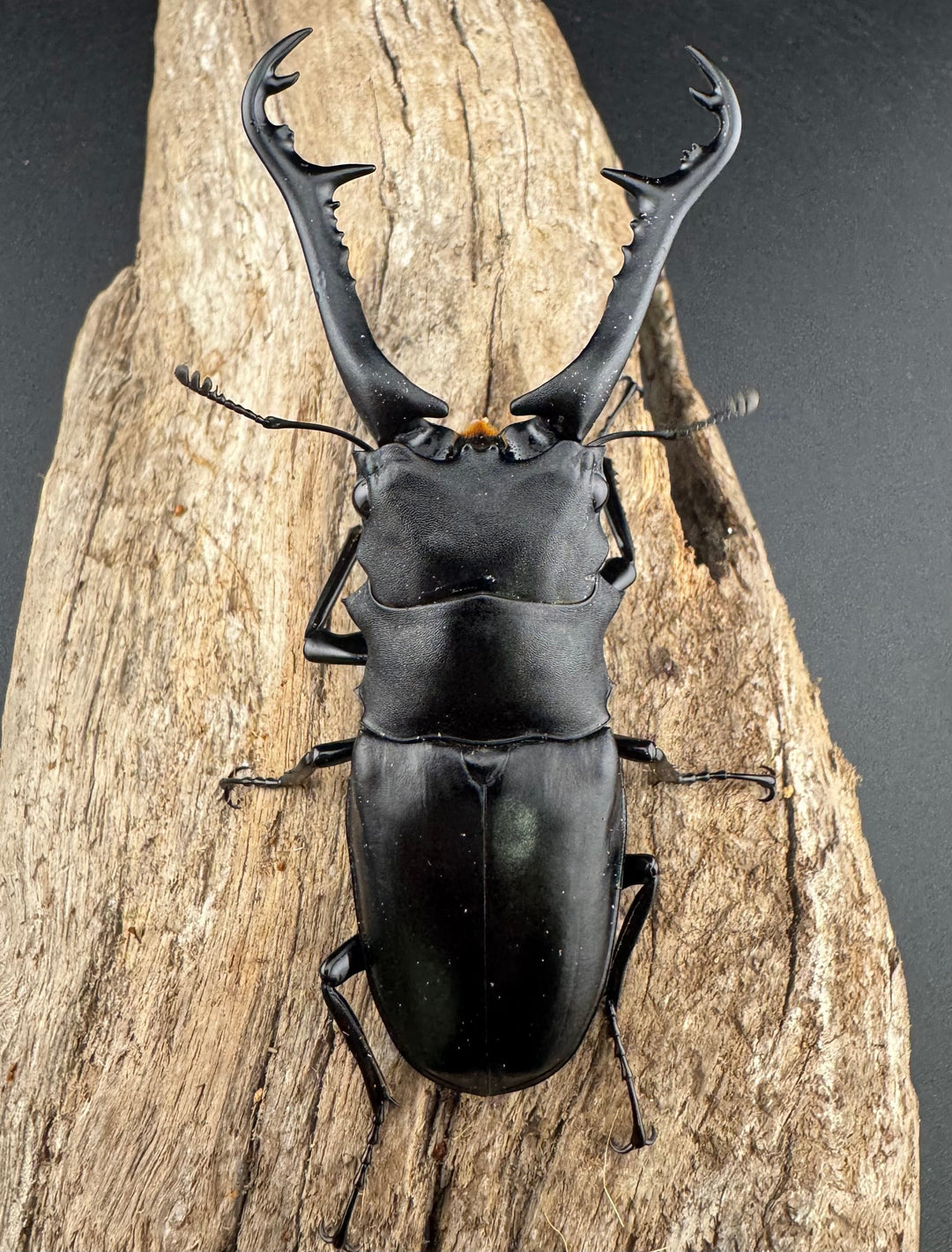 【WD】《 ギラファノコギリ原名亜種 ラオス産 90mm ペア》