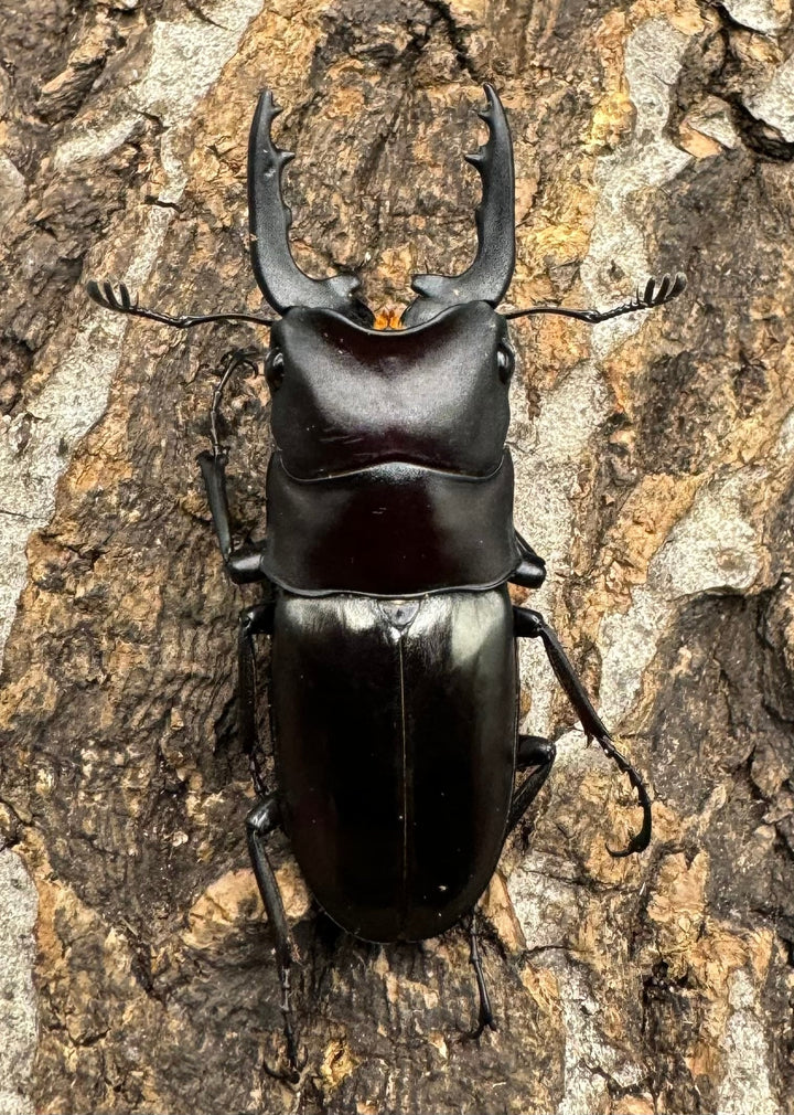 【WD】《ブッダノコギリ フィリピン北部亜種  44.5mm ペア》