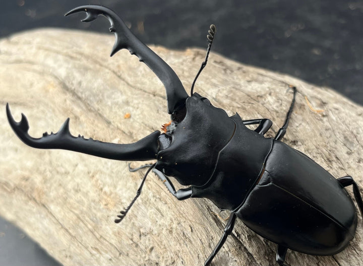 【WD】《 ギラファノコギリ亜種ボロブドゥール 91.5mm ペア》