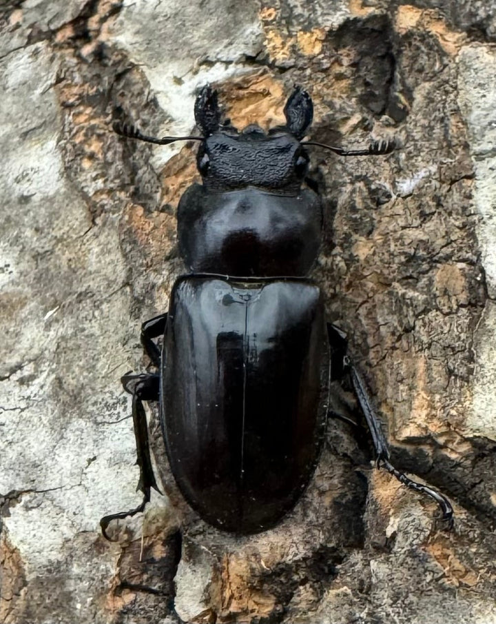 【WD】《デューベイアヌスミヤマ 56mm ペア》