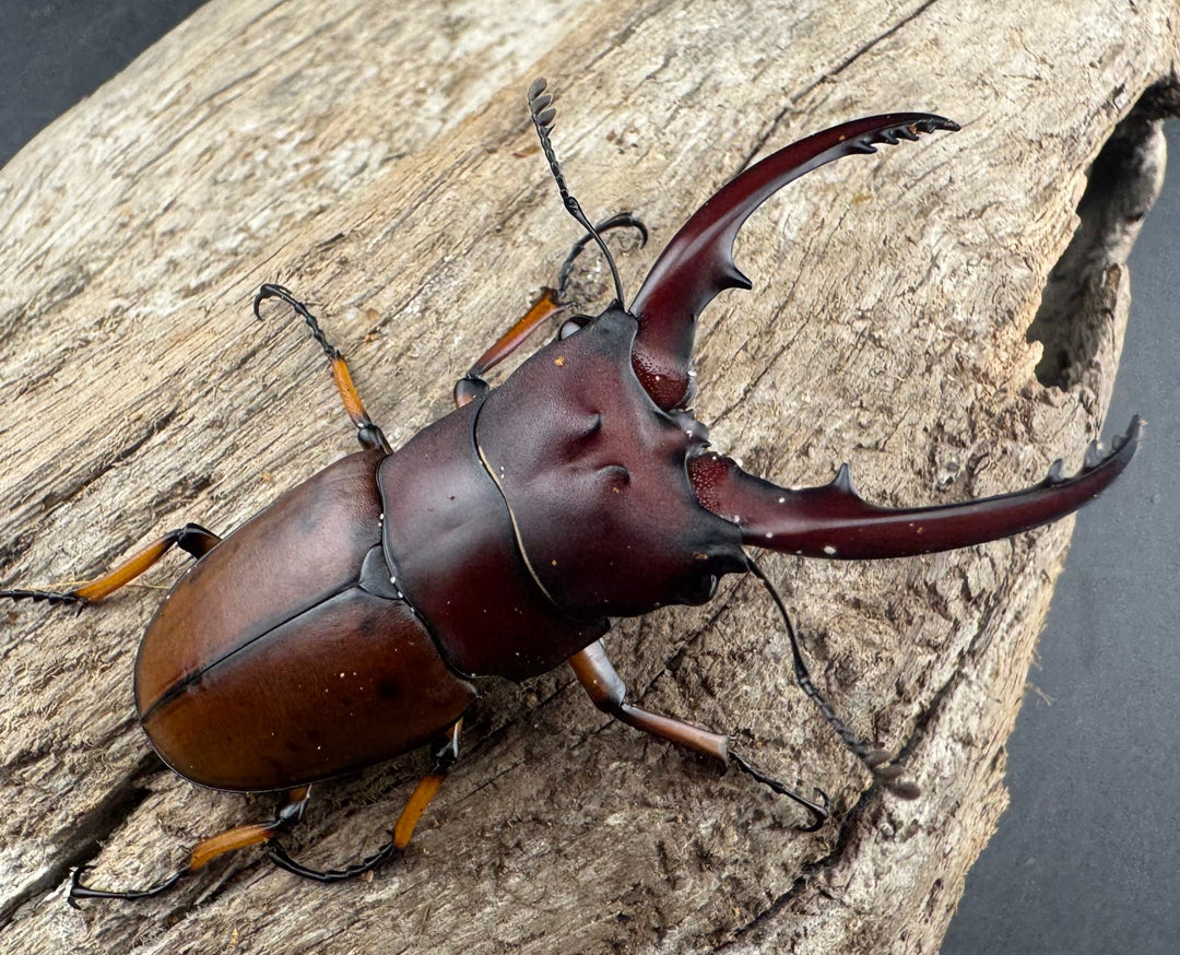 【WD】《アスタコイデスノコギリ ベンクール産 56mm ペア》