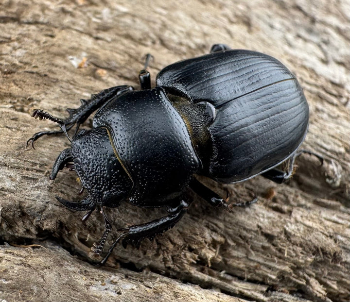 【WD】《デンティクルスゲンシミヤマ 20mm ♀単》