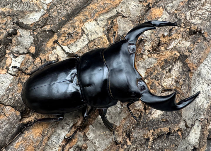 《インドアンタエウス サディア産 78mm ペア》