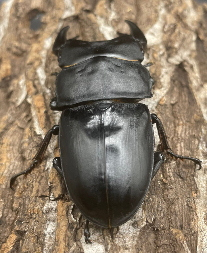 《ホペイオオクワガタ OMG血統 74mm ペア》