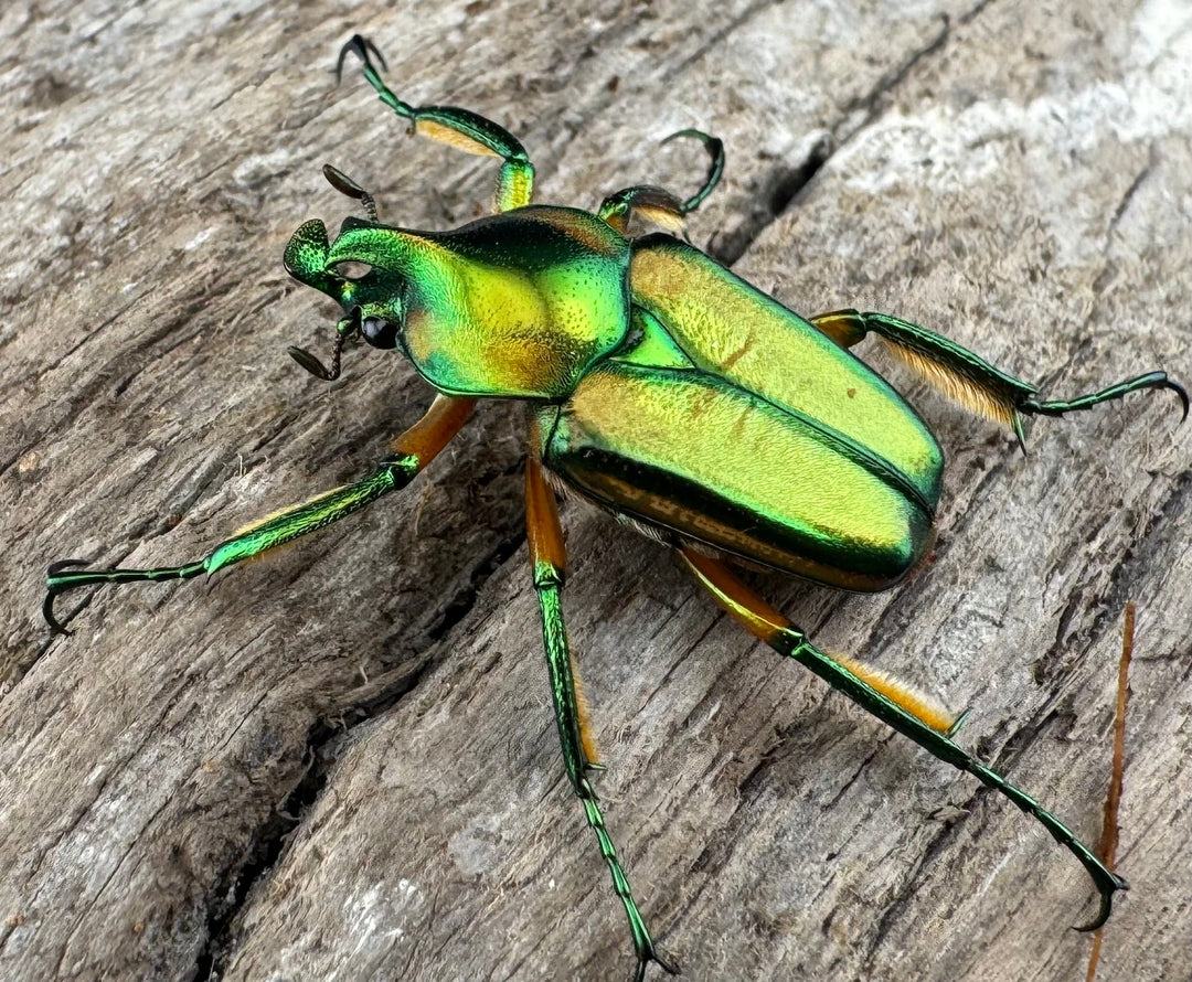 【WD】《ホウデンヒメカブトハナムグリ Free ペア》