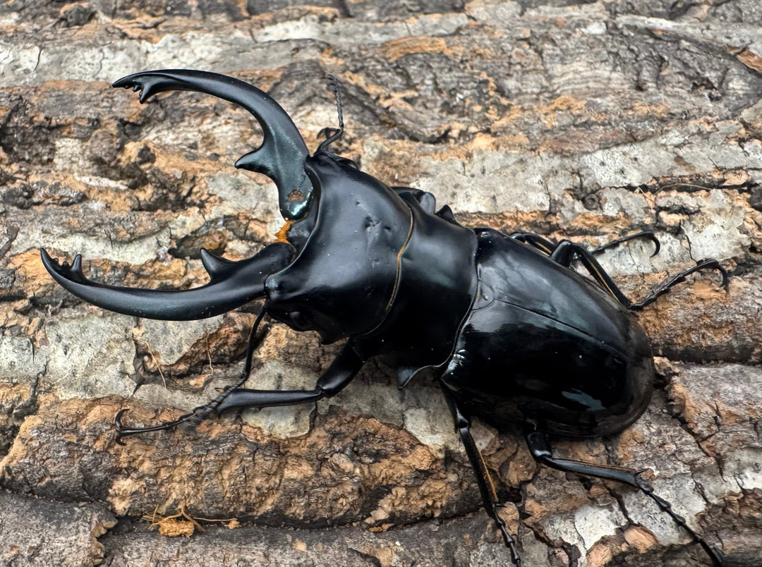 【WD】《インターメディアツヤクワガタ ネグロス産 91mm ペア》